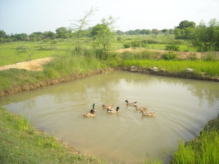 Duck farming in villages